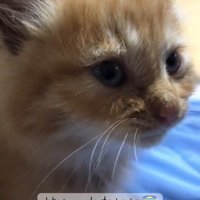 子猫の横顔