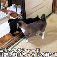 逃げる黒猫リオ君