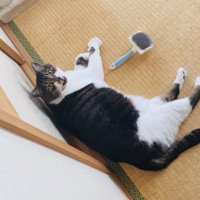 投稿主さんを見上げながら鳴く保護猫