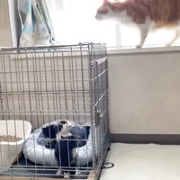 窓の前を歩くむぎくん