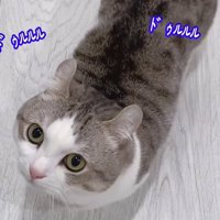 上を見上げる猫