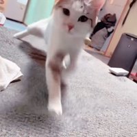 後ろ足が滑っている猫