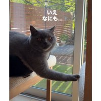 椅子の上の猫
