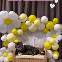 誕生日の飾り付けと猫