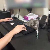 パソコンデスクに子猫