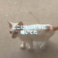 鳴いている子猫