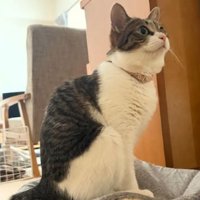 猫の上に乗っている猫