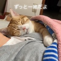人にくっついて寝る猫