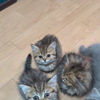 集まっている子猫