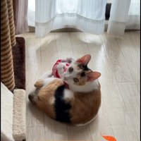 けりぐるみで遊んでいる子猫