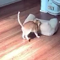 見守りカメラに映る猫