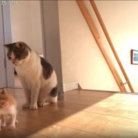 階段付近の2匹の猫