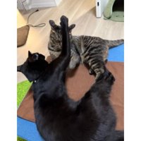 室内にいる猫