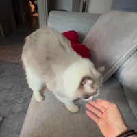 ソファの上の猫