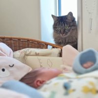 窓際に座って赤ちゃんを見る猫