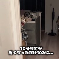 顔をのぞかせる猫