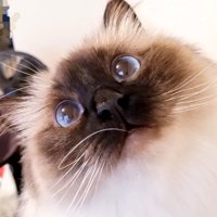 夏毛の猫（濃い）