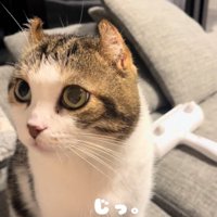 凝視する猫