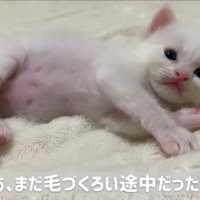 横になっている子猫