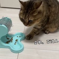 これ、ごはんじゃね？