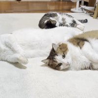 豆大福くんと秀吉くん