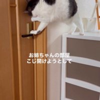 ドアをこじ開けようとする猫