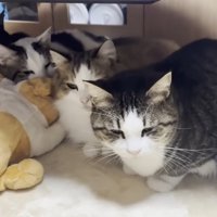 机の下に固まっている猫達