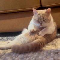 自分の体を揉む猫