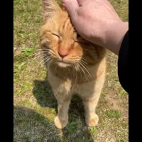 頭をなでられる猫