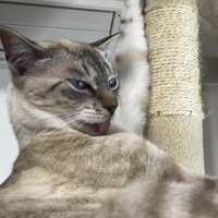 左の前足を上に放りだしながら毛づくろいをする猫
