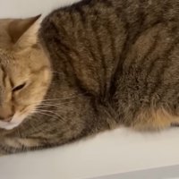 撫でられている猫