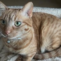 室内にいる猫