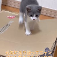 ダンボールの上を歩く子猫