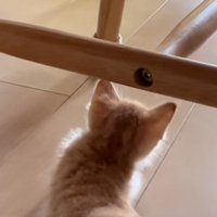 落ちた猫