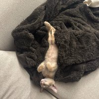 まっすぐになって寝る子猫