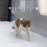 雪の上を歩く猫