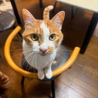 イスに乗る猫
