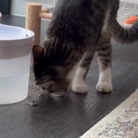 床を見る猫