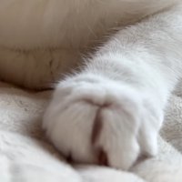 前足のアップ