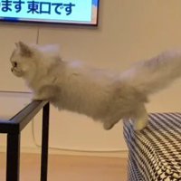 テーブルとスツールに足を乗せて、後ろの左足をプラプラさせる猫