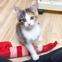 投稿者さんの膝に右前足を乗せて立ち上がる子猫