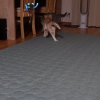 詰められるグレーの猫