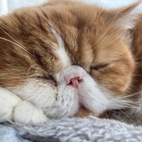 眠る猫