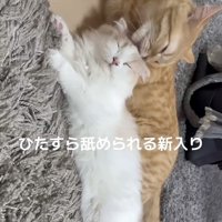 スコティッシュフォールドをグルーミングするマンチカン