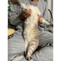 抱っこされている猫