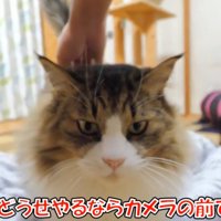 正面からの猫
