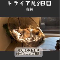 椅子の上で寝ている2匹の猫とそれを撮影している人