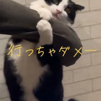飼い主の腕をひっぱる猫