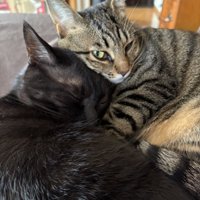 ラムちゃんのウィンク