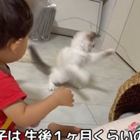 猫じゃらしを持っている赤ちゃんと子猫